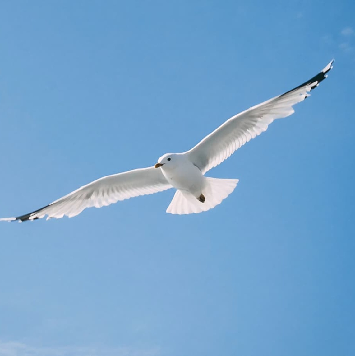 Fly bird